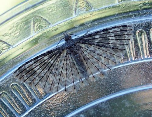 Réf. 216 214 : Alucita hexadactyla